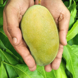 Fazli Mango 10 KG