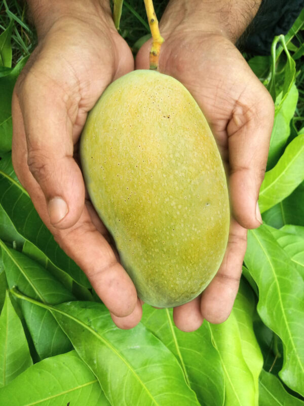 Fazli Mango 10 KG