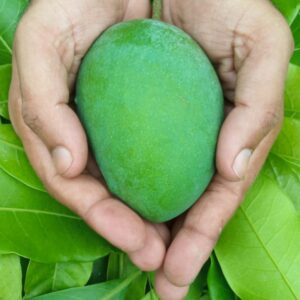 Haribhanga Mango 5 KG