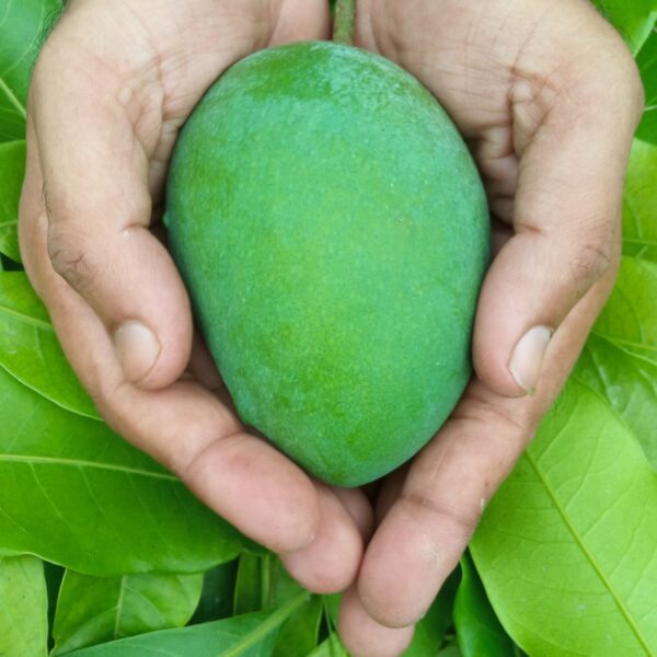 Haribhanga Mango 5 KG