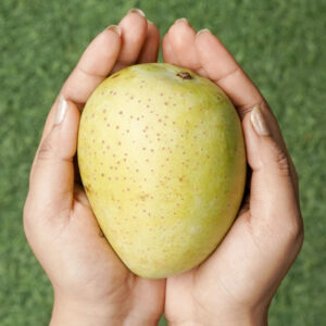 Gouromoti Mango 10 KG