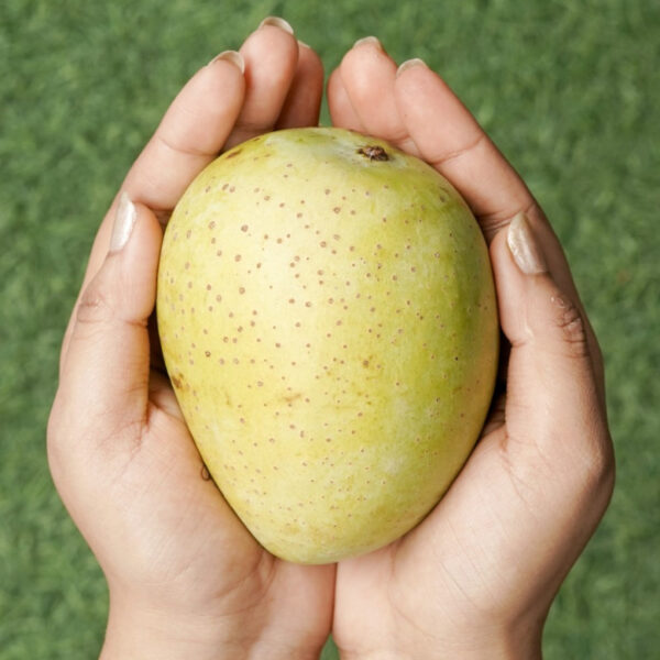 Gouromoti Mango 10 KG