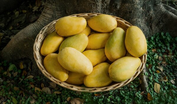 Katimon Mango 10 KG